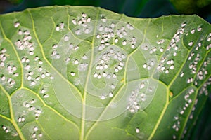A leaf of a growing white cabbage is infested with whiteflies close-up against a blurred background. Insect pest Aleyrodoidea