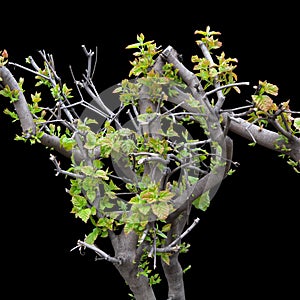 Leaf growth on the bush in spring