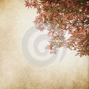 Leaf grunge background,