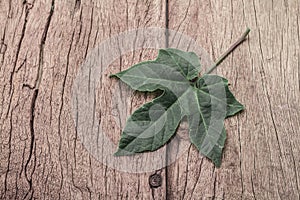 Leaf of gulupa plant on wooden background