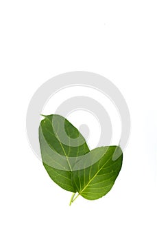 Leaf Gymnema sylvestre white background in studio