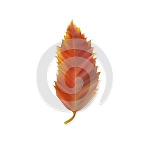 Leaf of hackberry Celtis australis. Reddish autumn leaf isolated on white. Autumn season. Colorful symbol of autumn leaf fall. photo