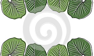 leaf hand drawn illustration background3