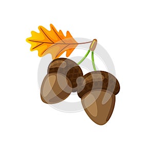 Leaf with Hanging Acorns Isolated Icon Vector