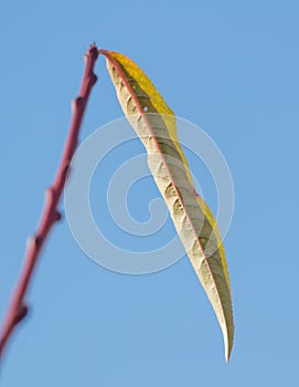 A leaf is hanging from a tree branch