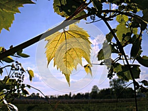 Leaf Hangs from a Grapevine