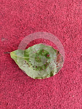 A leaf that has lots of holes because it was eaten by leaf caterpillars and is on a red carpet.
