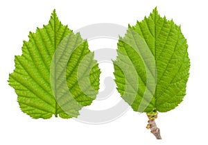 The leaf of hazelnut isolated on a white background