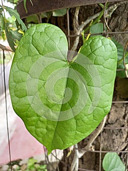 A leaf of heart-leaved moonseed, giloy or tinospora cordifolia is harbacious plant