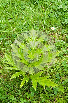 Leaf of Heracleum sosnowskyi, Heracleum mantegazzianum, Sosnowsky`s hogweed, invasive plant