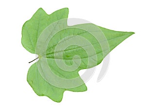 Leaf of herb Dioscorea nipponica 3