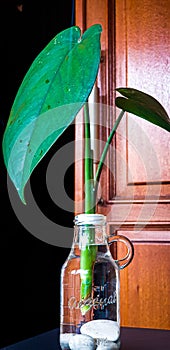 Leaf in hidro glass vase photo