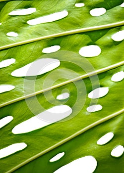 Leaf With Holes