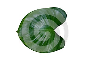 leaf homalomena rubescens tree