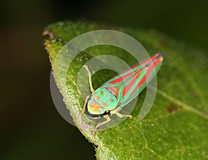 Leaf Hopper