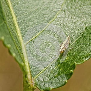 Leaf Hopper Larva