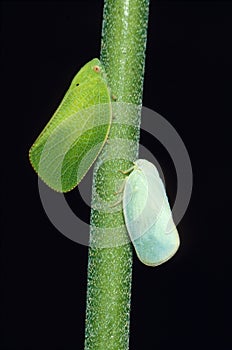 Leaf hoppers on stem
