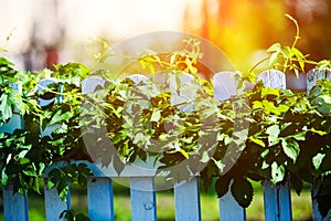 leaf hops in sunny day