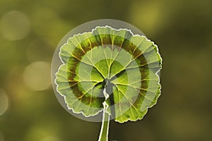 A leaf of horseshoe geranium