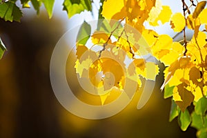Leaf of huyang in the sunlight