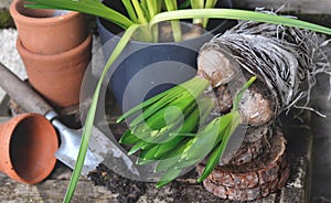 leaf of hyacinth with bulbs and roots for potted