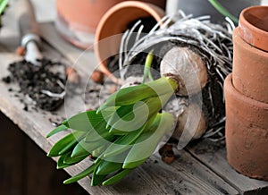 leaf of hyacinth with bulbs and roots for potted and terra cotta flowerpot