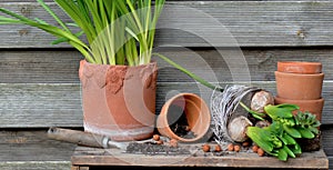 leaf of hyacinth with bulbs and roots for potted and terra cotta flowerpot