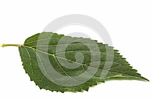 Leaf of hydrangea close-up, isolated on white background