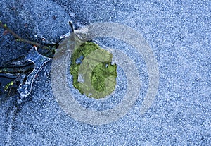 Leaf and ice