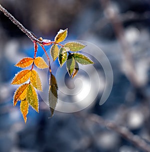 Leaf with ice crystals