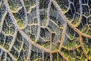 Leaf with ice crystals