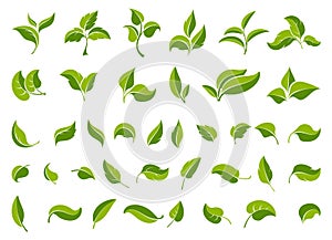 Leaf icons set. Set  green leaves design elements. Various shapes  leaves  trees and plants.