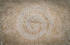 .Leaf impression in stone