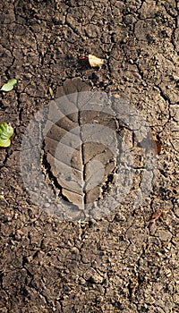 Leaf Imprint On Drying Cracking Soil