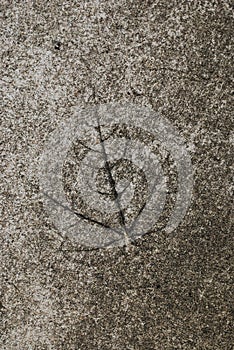 Leaf imprinted onto cement ground