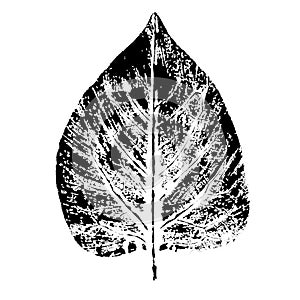 Leaf imprints illustration