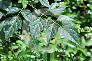 Leaf of Indian cork tree