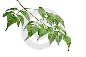 Leaf of Indian cork tree