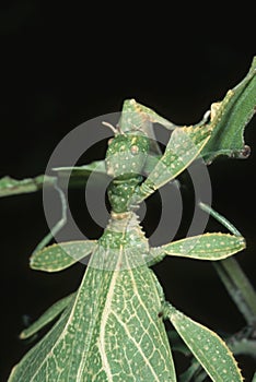 Leaf insect