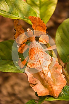 Leaf Insect