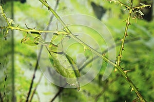 Leaf insect