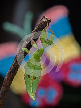 Leaf Insect on branch