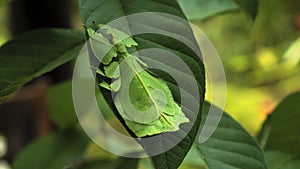 Leaf Insect the green Phylliidae sticking under a leaf and well camouflaged and themes towards the stem