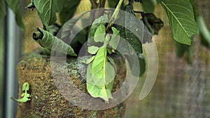 Leaf Insect the green Phylliidae sticking under a leaf and well camouflaged and themes towards the stem photo