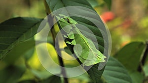 Leaf Insect the green Phylliidae sticking under a leaf and well camouflaged and themes towards the stem photo