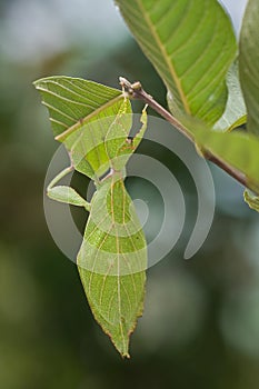 A leaf insect on guava tree