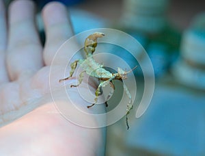 Leaf insect in hand
