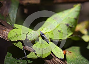 a leaf-insect, Phylliidae photo