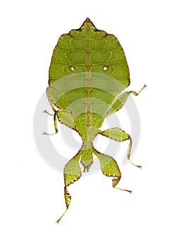 Leaf insect, Phylliidae - Phyllium sp photo