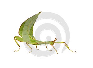 Leaf insect, Phylliidae - Phyllium sp photo